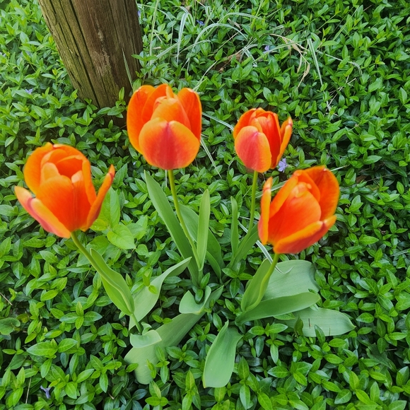 Meet your Posher, Debby, aka Dare 2 Dazzle, LLC - Picture 16 of 16